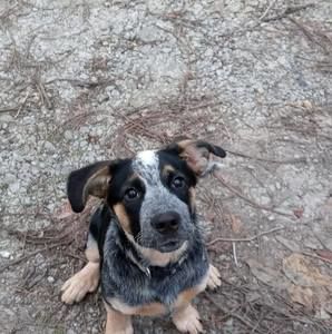 Meet your Posher, Cameron